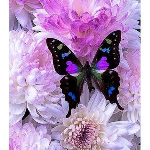 Meet your Posher, Monica